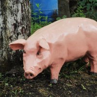 на даче :: Елена Шаламова