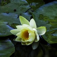 Прилегла отдохнуть :: Валентин Семчишин Прилегла отдохнуть :: Валентин Семчишин