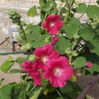 жизнь у подъезда... :: Галина Флора