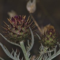 Артишок :: Giant Tao /