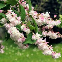 Махровые цветки дейции. :: Татьяна Помогалова Махровые цветки дейции. :: Татьяна Помогалова