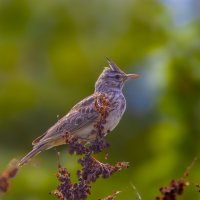 Хохлатый жаворонок... :: Александр Посошенко