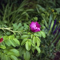 Шиповник :: Владимир Кроливец