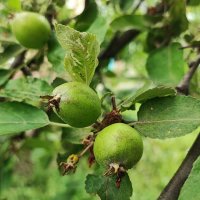 ,,, :: Сергей Тимоновский