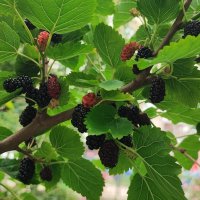 ,,, :: Сергей Тимоновский