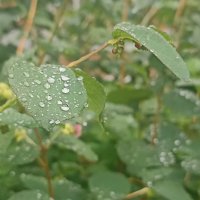 После дождя. :: Вячеслав. Синицын