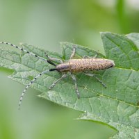 Подсолнечниковый усач :: Дарья Меркулова