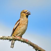 разговорчивый такой ... :: Andrey Bragin 