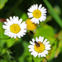 *** :: Светлана *** :: Светлана