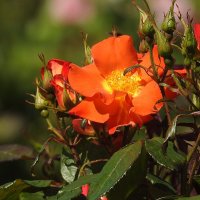 французский парк в Рундале :: ИННА ПОРОХОВА