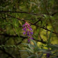 цветочек :: Иван Мануковский