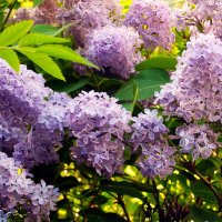 Махровая сирень. :: VasiLina *