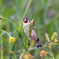 молодой щегол :: Виталий Емельянов