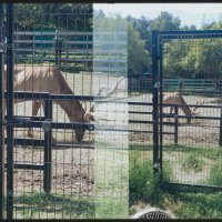Живой олень. :: Игорь Солдаткин
