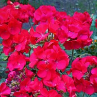 Серия "Городские цветы". Герань и бархатцы. :: Лилия *