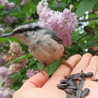 Поползень :: Сапсан 