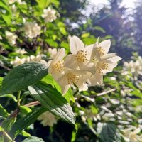 Чубушник :: Сапсан 