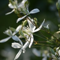 Клематис, который пахнет черёмухой :: Татьяна Лютаева Клематис, который пахнет черёмухой :: Татьяна Лютаева