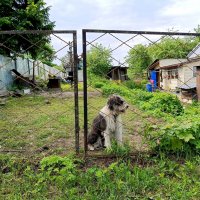 Приветливый пёсик у ворот ... :: Мария Васильева