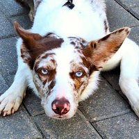 Пес :: Наталья 