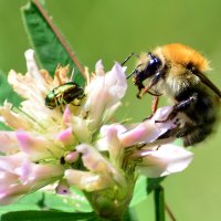 Шмель :: Геннадий Супрун