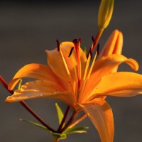 вечернее :: Виталий Емельянов