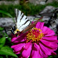 ПАРУСНИК,( ПОДАЛИРИЙ) :: Татьяна Касьяненко