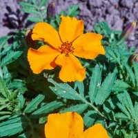 цветочки :: Александр Леонов