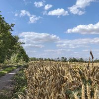 Пшеничное поле :: Валерий Ткаченко