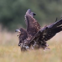 *** :: Евгений Фруман