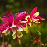 Дачные :: Валентин Котляров