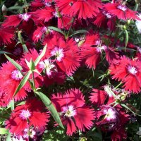 Гвоздика. :: Ирина *** Гвоздика. :: Ирина ***