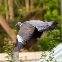 Вяхир 3 :: Юрий Бутусов