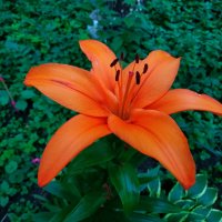 То, что рядом с нами :: Андрей Лукьянов То, что рядом с нами :: Андрей Лукьянов