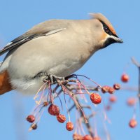 Свиристель :: Виктор Иванович Чернюк Свиристель :: Виктор Иванович Чернюк