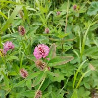 В Ботаническом саду Петрозаводска :: Ирэн 