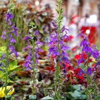 Цветочный микс в ГУМе :: Татьяна Тюменка