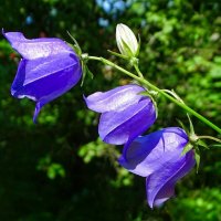 Лесные колокольчики. :: Милешкин Владимир Алексеевич 