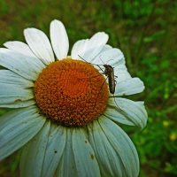 Июль...Комар-вегетарианец! :: Владимир 