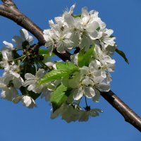 Белый цвет весны :: Роман Савоцкий