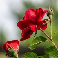 Роза :: Игорь Сикорский