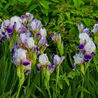 Ирис :: Петр 