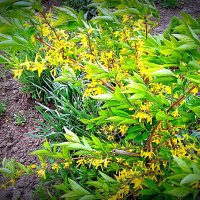 Цветы. :: Владимир Драгунский Цветы. :: Владимир Драгунский