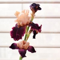 Чувственный цветок :: Татьяна Помогалова