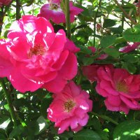 Красавицы :: Людмила Смородинская