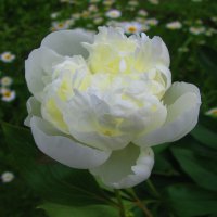 Красавчик :: Людмила Смородинская