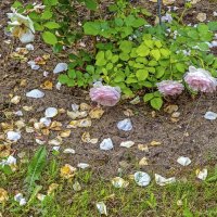 Июльский лепесткопад :: Валерий Иванович Июльский лепесткопад :: Валерий Иванович