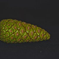 Шишка :: Giant Tao /