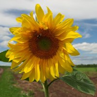 Всем счастливых летних дорог! :: Андрей Заломленков Всем счастливых летних дорог! :: Андрей Заломленков