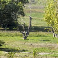 Старое дерево :: Валентин Семчишин